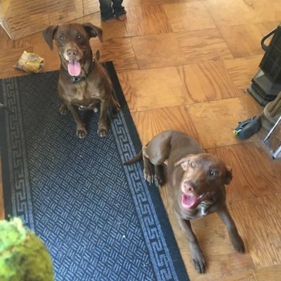 Meet your Posher, Joshua - Picture 1 of 1